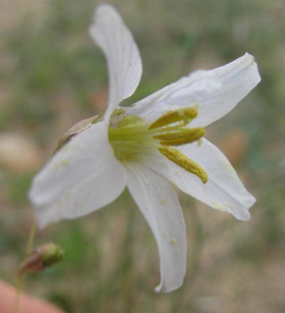 Ixia capillaris, photographed by douglaseustonbrown