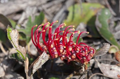 Grevillea laurifolia, photographed by dhfischer