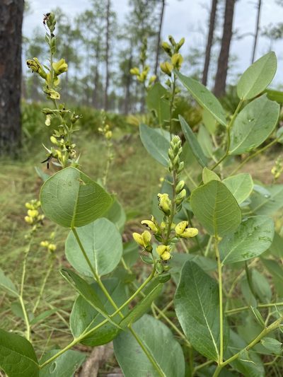 Baptisia simplicifolia, photographed by Matt Berger