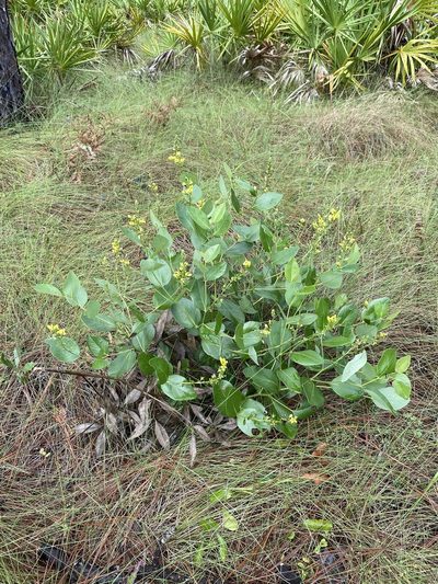 Baptisia simplicifolia, photographed by Matt Berger