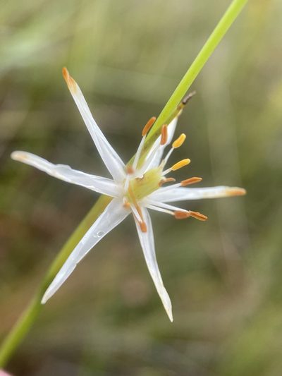 Pleea tenuifolia, photographed by Matt Berger