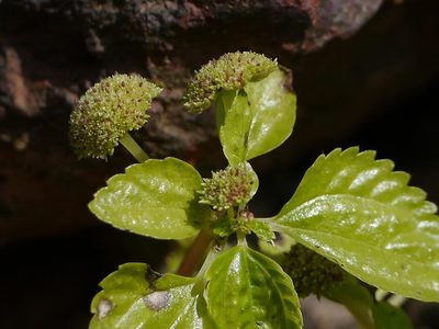 Lecanthus obtusus, photographed by Dinesh Valke