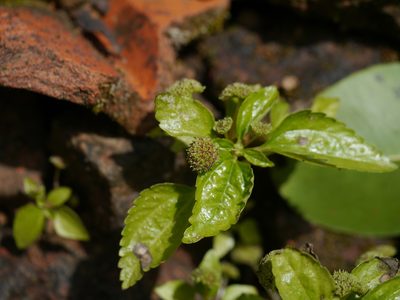 Lecanthus obtusus, photographed by Dinesh Valke