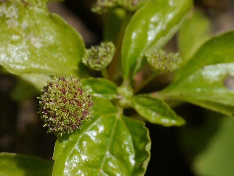 Lecanthus obtusus, photographed by Dinesh Valke
