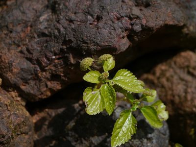 Lecanthus obtusus, photographed by Dinesh Valke