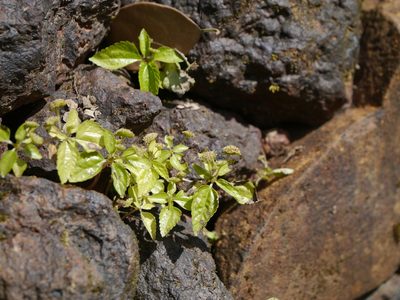 Lecanthus obtusus, photographed by Dinesh Valke