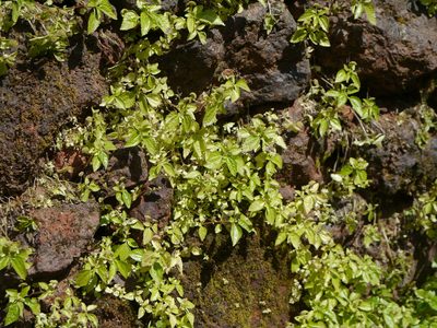 Lecanthus obtusus, photographed by Dinesh Valke