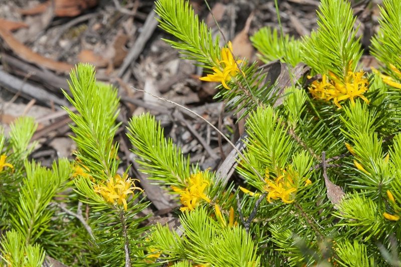 Persoonia chamaepitys, photographed by dhfischer