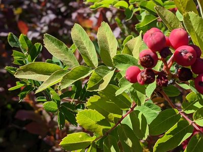 Sorbus sitchensis, photographed by David Anderson