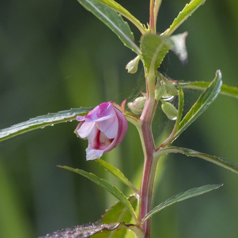 Hydrocera triflora, photographed by Paulmathi Vinod