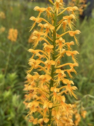 Platanthera chapmanii, photographed by Matt Berger