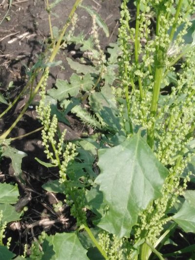 Oxybasis urbica, photographed by Татьяна Горбушина