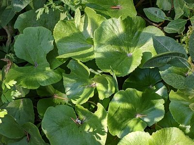 Caltha biflora, photographed by David Anderson