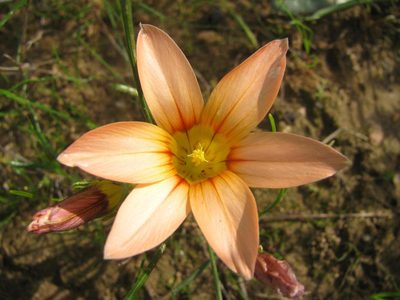 Romulea setifolia, photographed by douglaseustonbrown