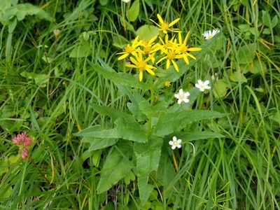 Senecio triangularis, photographed by Syd Cannings