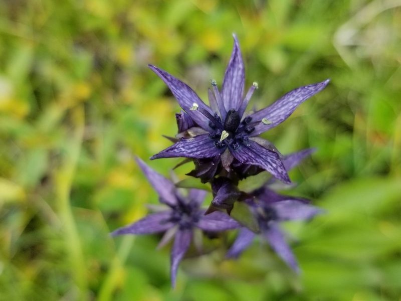 Swertia perennis, photographed by Syd Cannings