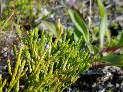 Diphasiastrum alpinum, photographed by Syd Cannings