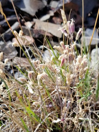 Silene repens, photographed by Syd Cannings