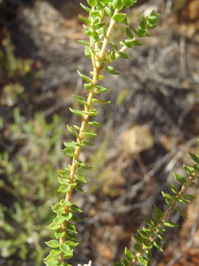 Agathosma roodebergensis, photographed by Nicola van Berkel