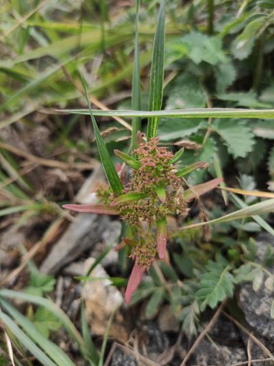 Teloxys aristata, photographed by Юлия
