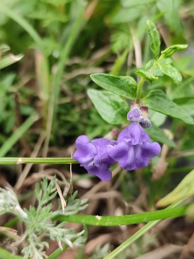 Scutellaria scordiifolia, photographed by Юлия