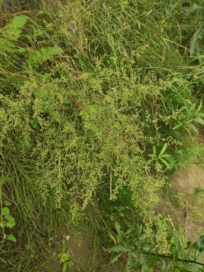 Artemisia scoparia, photographed by Юлия