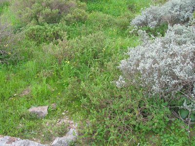 Delosperma pageanum, photographed by douglaseustonbrown