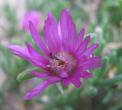 Delosperma pageanum, photographed by douglaseustonbrown