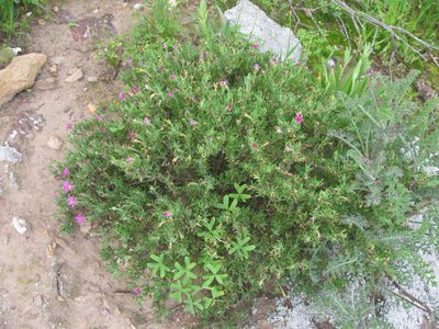 Delosperma pageanum, photographed by douglaseustonbrown