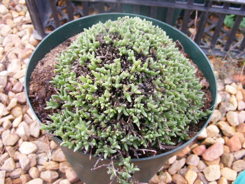 Ruschia truteri, photographed by James Deacon