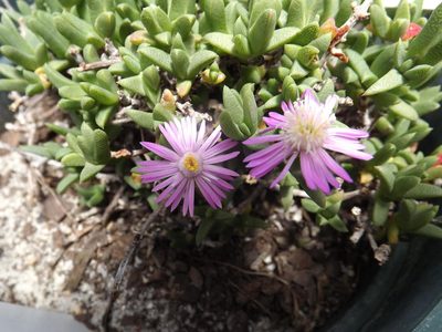 Ruschia truteri, photographed by James Deacon