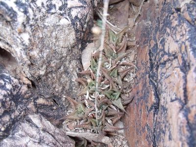 Haworthiopsis tessellata, photographed by James Deacon