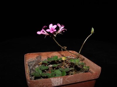 Pelargonium chelidonium, photographed by James Deacon