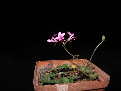 Pelargonium chelidonium, photographed by James Deacon