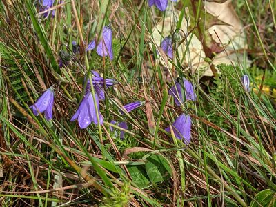 Campanula alaskana