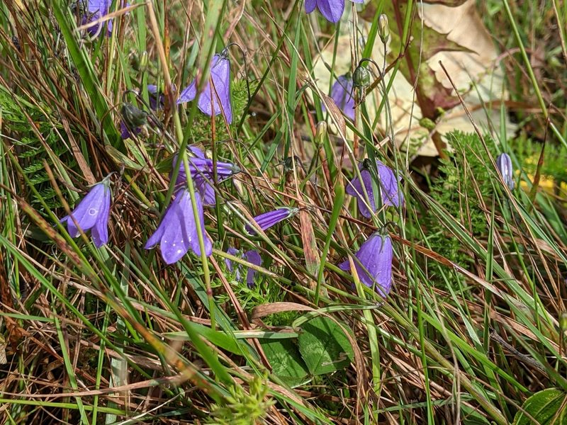 Campanula alaskana, photographed by Victor Heng