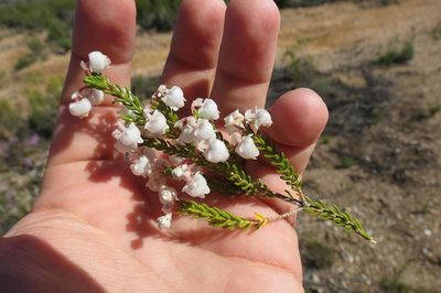 Erica syngenesia, photographed by Brian du Preez