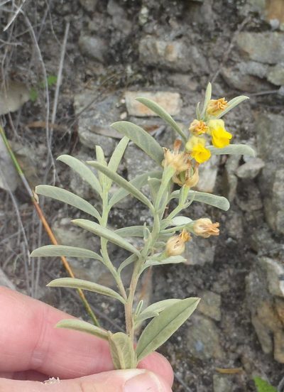 Hermannia velutina, photographed by Nicola van Berkel