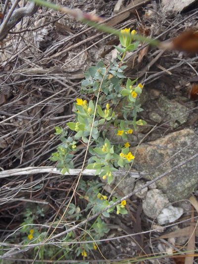 Gnidia coriacea, photographed by Nicola van Berkel
