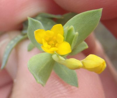Gnidia coriacea, photographed by Nicola van Berkel