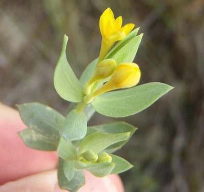 Gnidia coriacea, photographed by Nicola van Berkel