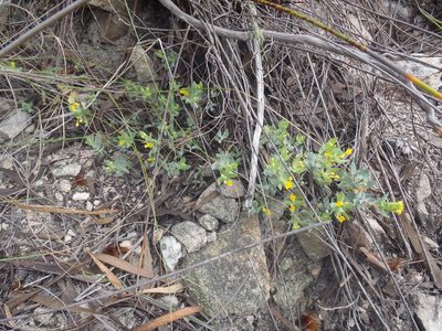 Gnidia coriacea, photographed by Nicola van Berkel