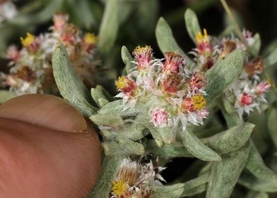 Helichrysum candolleanum, photographed by Wynand Uys