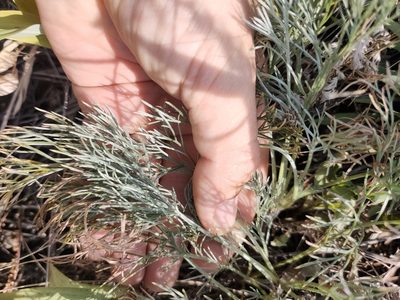 Artemisia sericea, photographed by Евгений Егорейченков