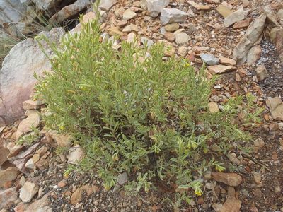 Hermannia velutina, photographed by Nicola van Berkel