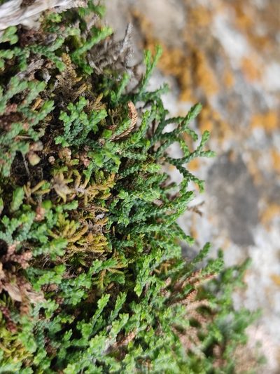 Selaginella sanguinolenta, photographed by Юлия