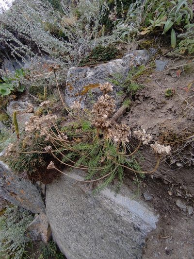 Ferulopsis hystrix, photographed by Юлия