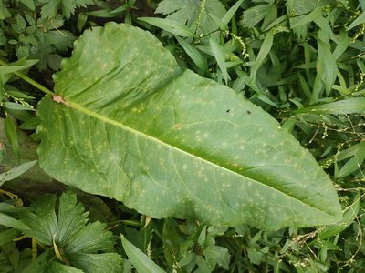 Rumex aquaticus, photographed by Евгений Егорейченков