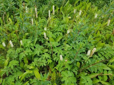 Sanguisorba stipulata, photographed by Syd Cannings