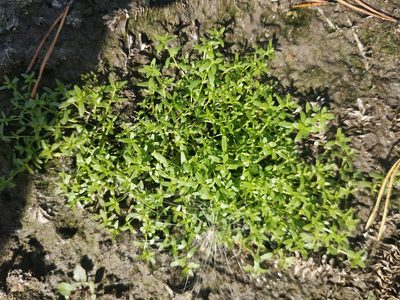 Callitriche palustris, photographed by Евгений Егорейченков